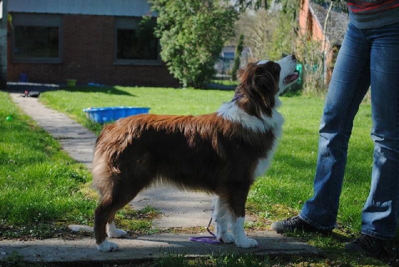 Hypnotic Dog Madly beautiful girl