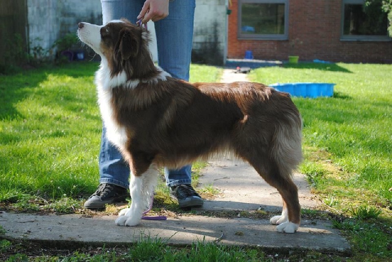 Hypnotic Dog Madly beautiful girl